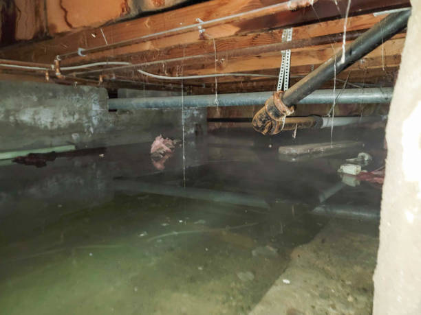 Best Mold removal after water damage  in Leland Grove, IL