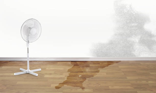 Best Local water damage restoration  in Leland Grove, IL